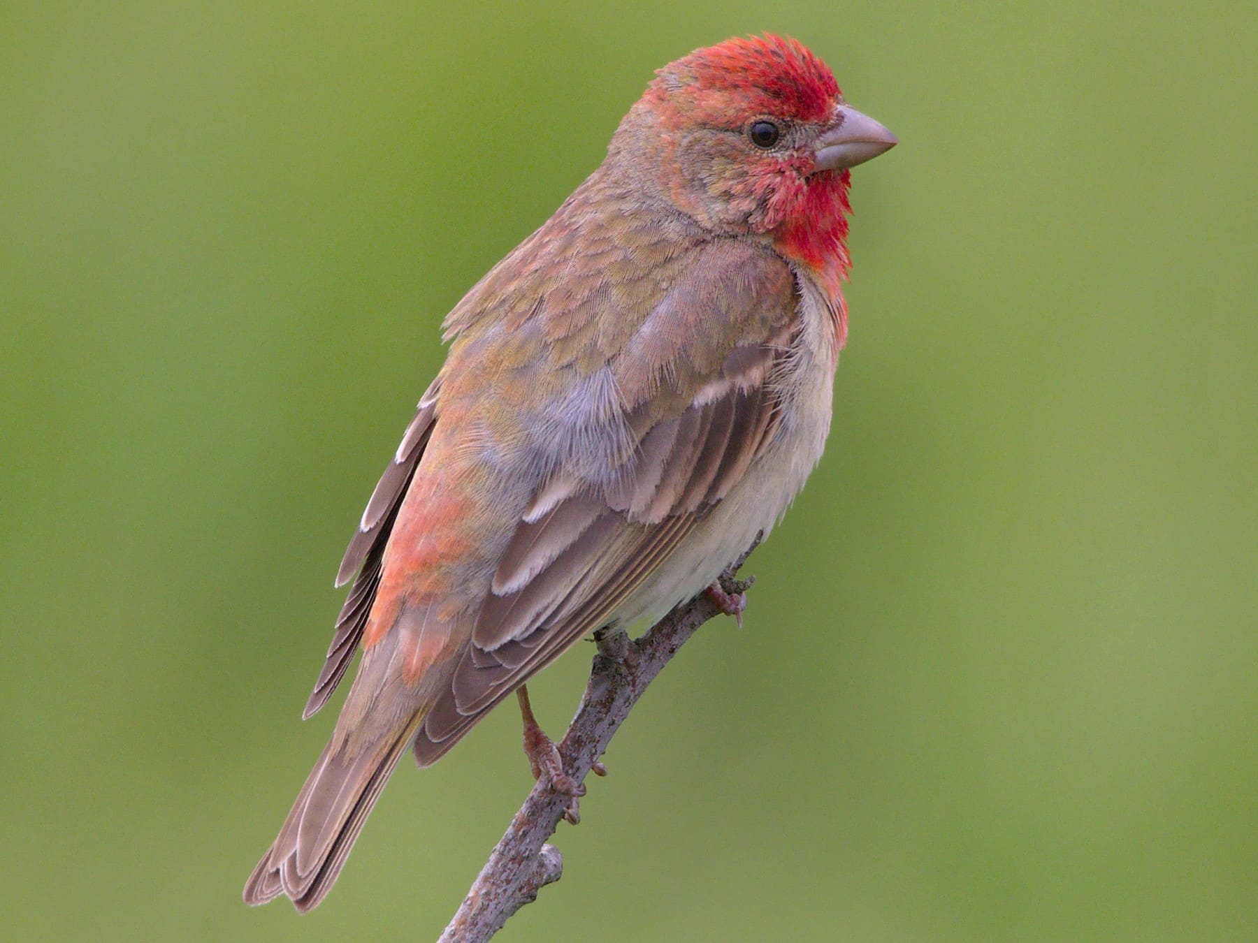 Common Rosefinch